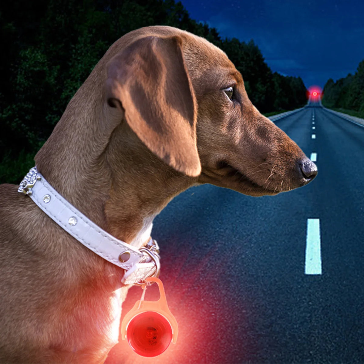 LED Glow Dog Collar Pendant | Light Up Night Safety Pet Tag